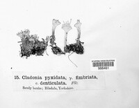 Cladonia pyxidata image